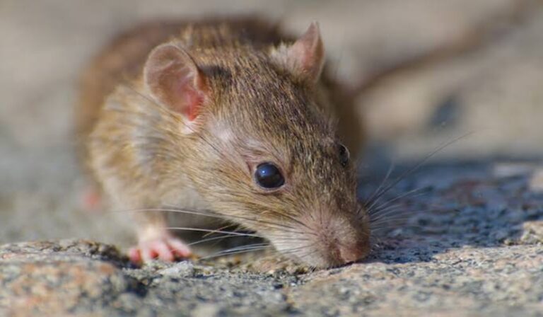 Mengenal Hantavirus: Ciri, Bahaya, dan Langkah Pencegahan