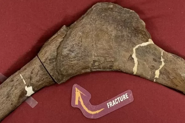 Pembuluh Darah Fosil Scotty T. Rex Ungkap Proses Penyembuhan