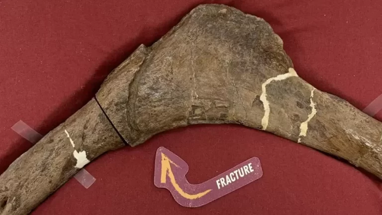 Pembuluh Darah Fosil Scotty T. Rex Ungkap Proses Penyembuhan