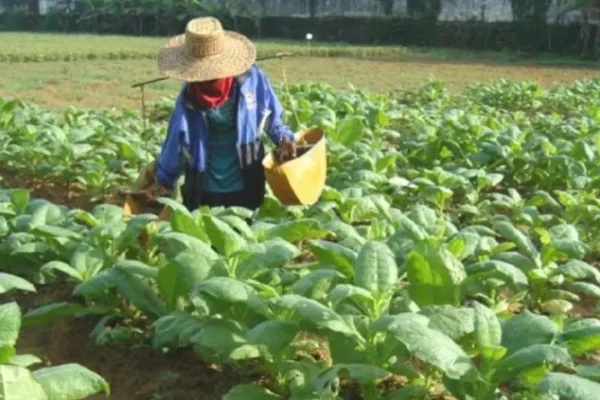 Pemkab Sumenep Jatim Menetapkan Harga BPP Tembakau per Kilogram