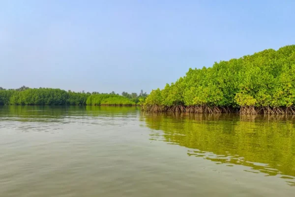 Hutan Bakau Batubesar Terancam Akibat Proyek Reklamasi